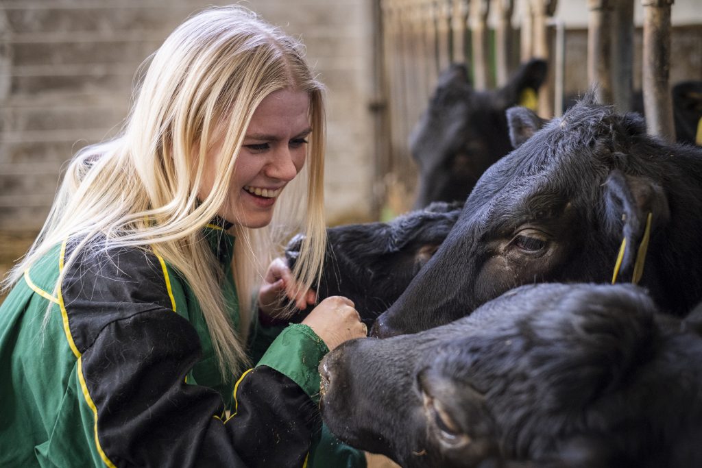 En dame koser med kuer inne i et fjøs. Bilde